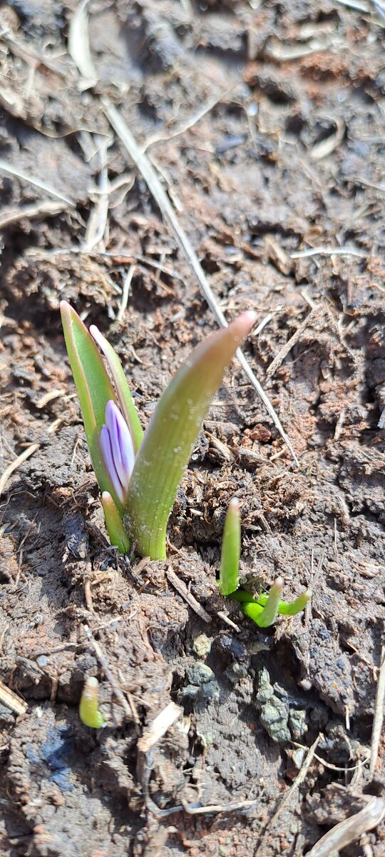 Кажется одна будет красивого цвета. Будем ждать,  когда раскроется (фото автора)
