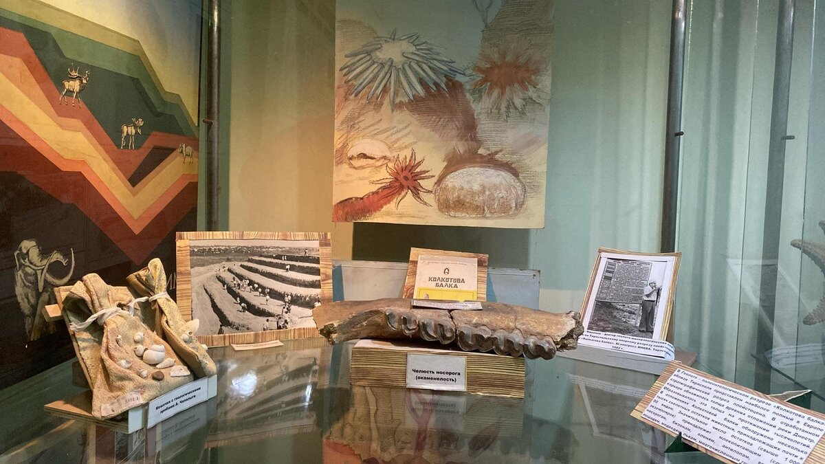 в экспозиции отдела природы