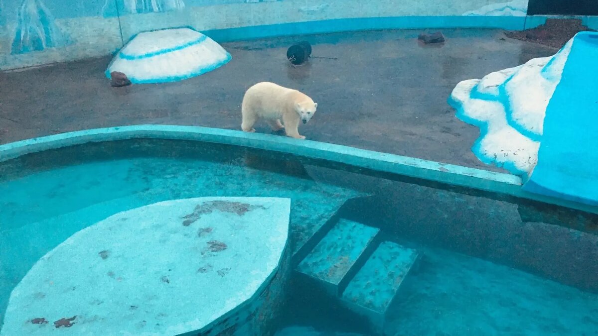 Новый график работы нижегородского «Лимпопо» | newsnn.ru | Дзен