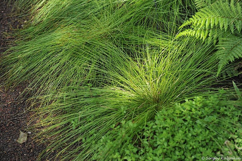 Осока костровидная