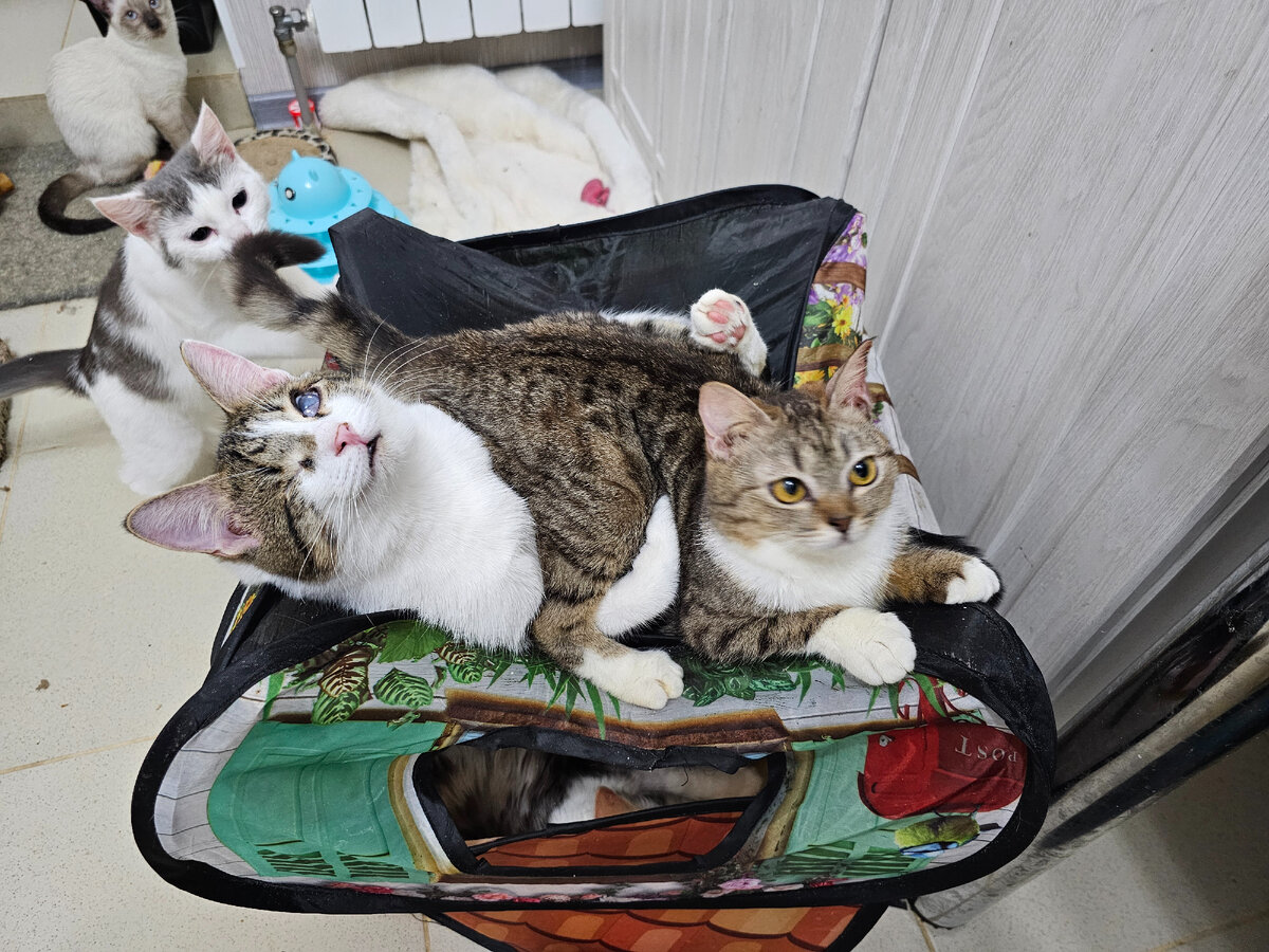 Фото автора. Малыши.