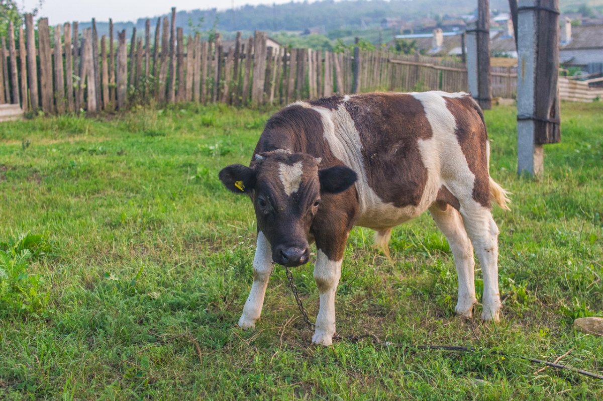    Фотограф из Бурятии с помощью дрона спас теленка от стаи собак