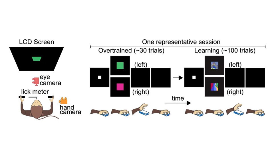   Naveen Sendhilnathan et al. / Nature Communications, 2024