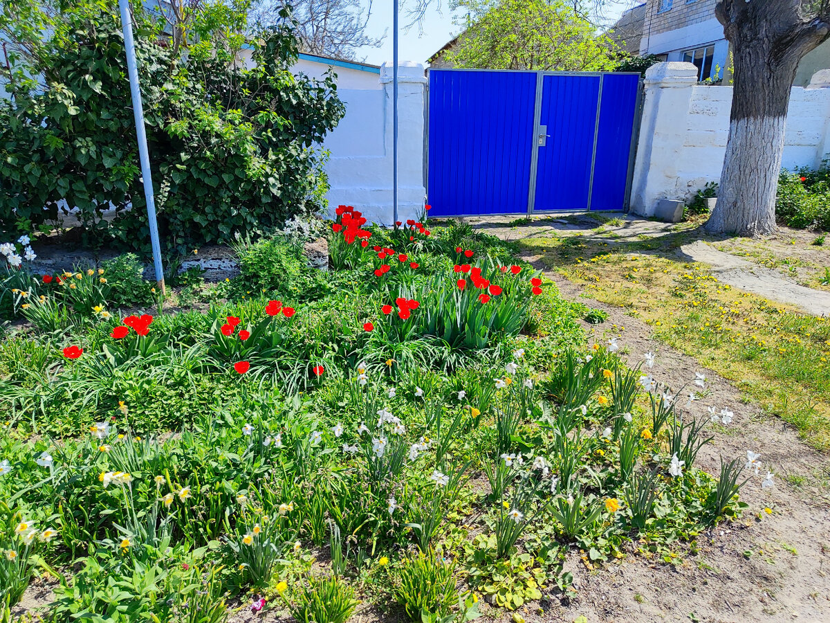 палисадник 