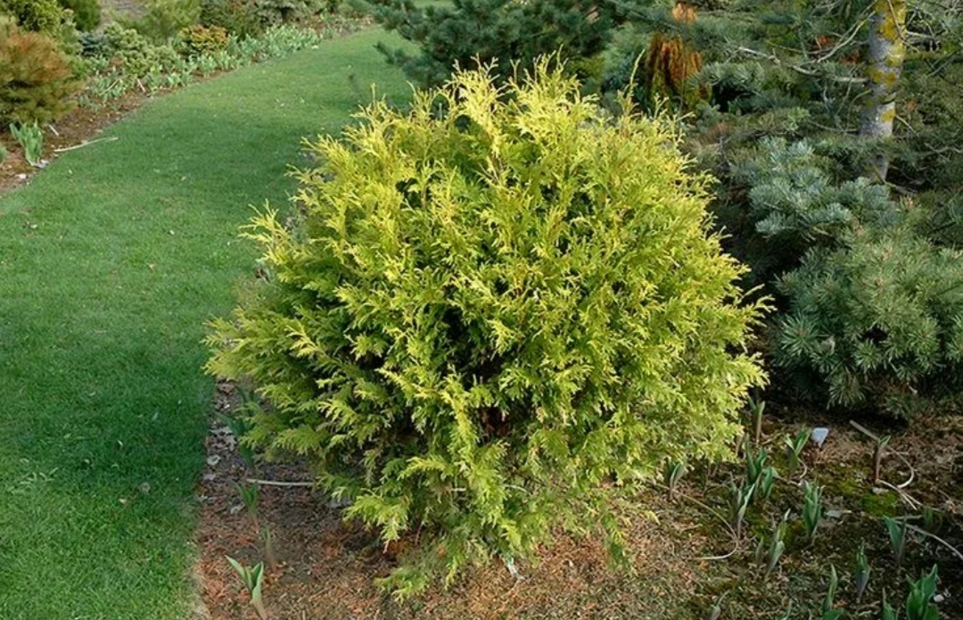 Туя западная "Голден Глоб"