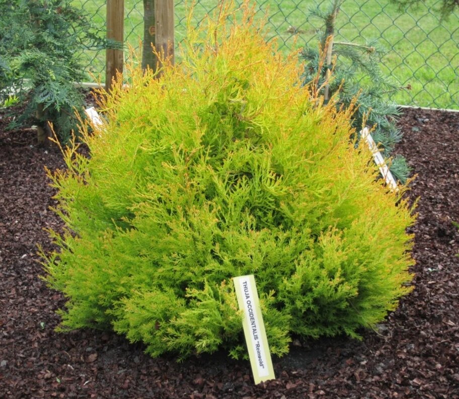 Туя западная Рейнгольд