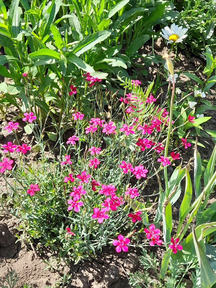 Гвоздика травянка 