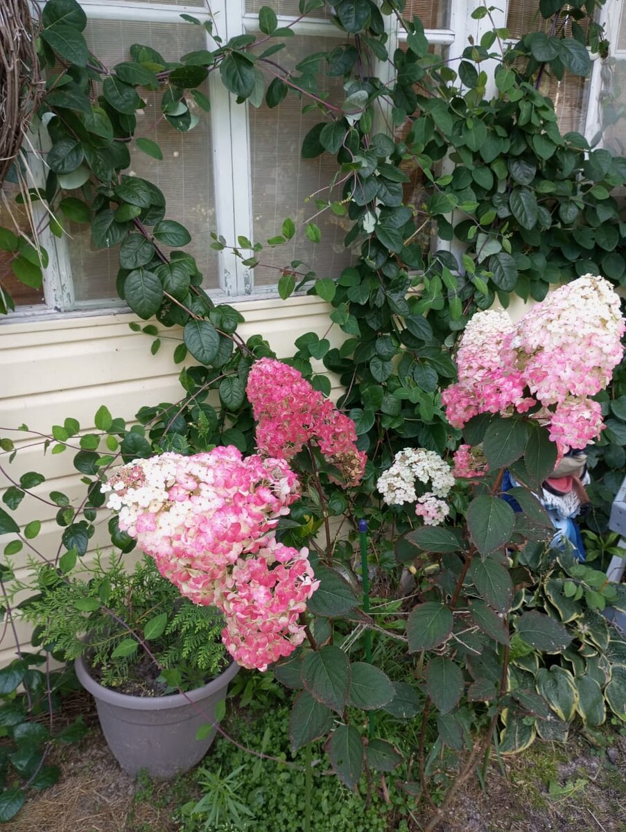 Ванилла Фрайз (встречается написание Фрейз)