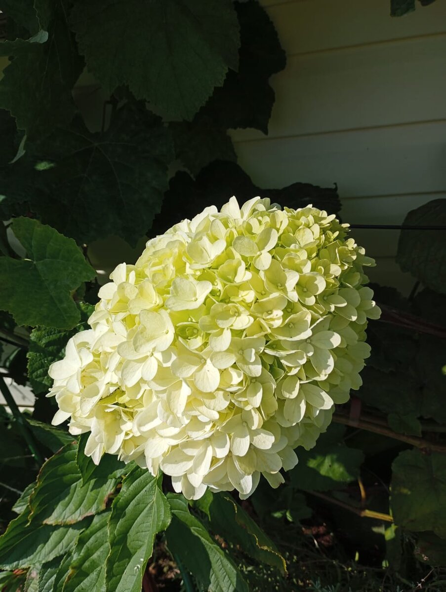 Лаймлайт, кстати, показывает хорошие результаты при укоренении этим способом.