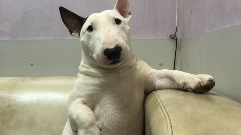     Кошки и собаки ждут прием у ветеринара. Валерия Лескина