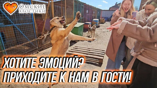 Хотите эмоций? Приходите к нам в гости! | Экскурсия по приюту