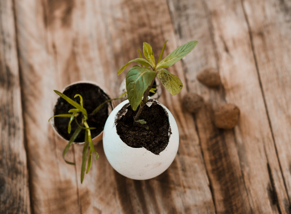 Скорлупа - незаменимое удобрение в саду и огороде.
