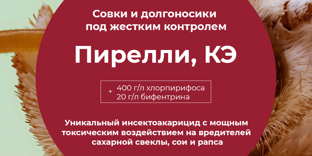 О вредителях сахарной свеклы
