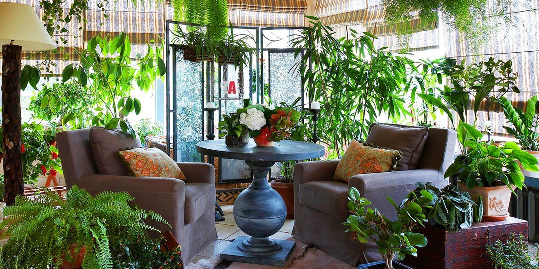 Народные приметы о комнатных растениях