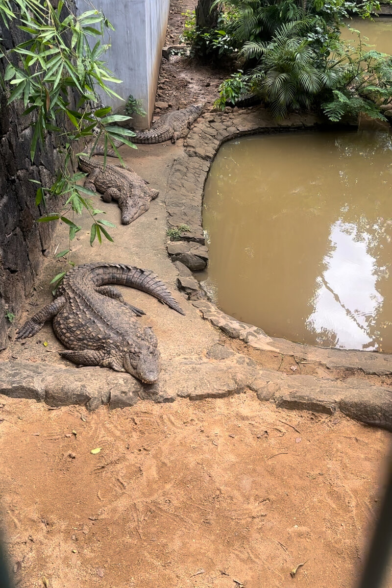 крокодилы на Маврикии