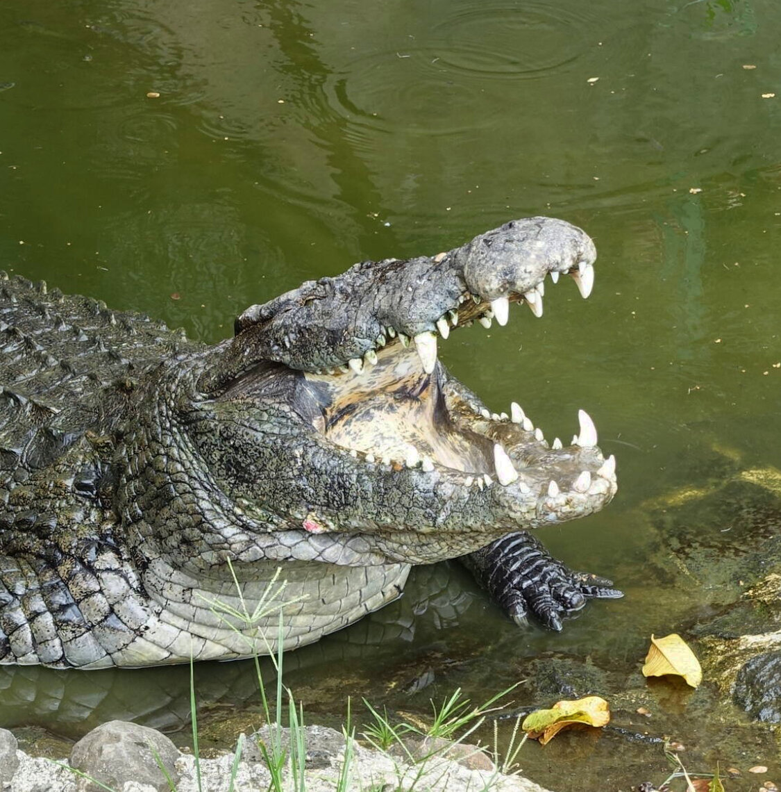 не хочу к нему в пасть