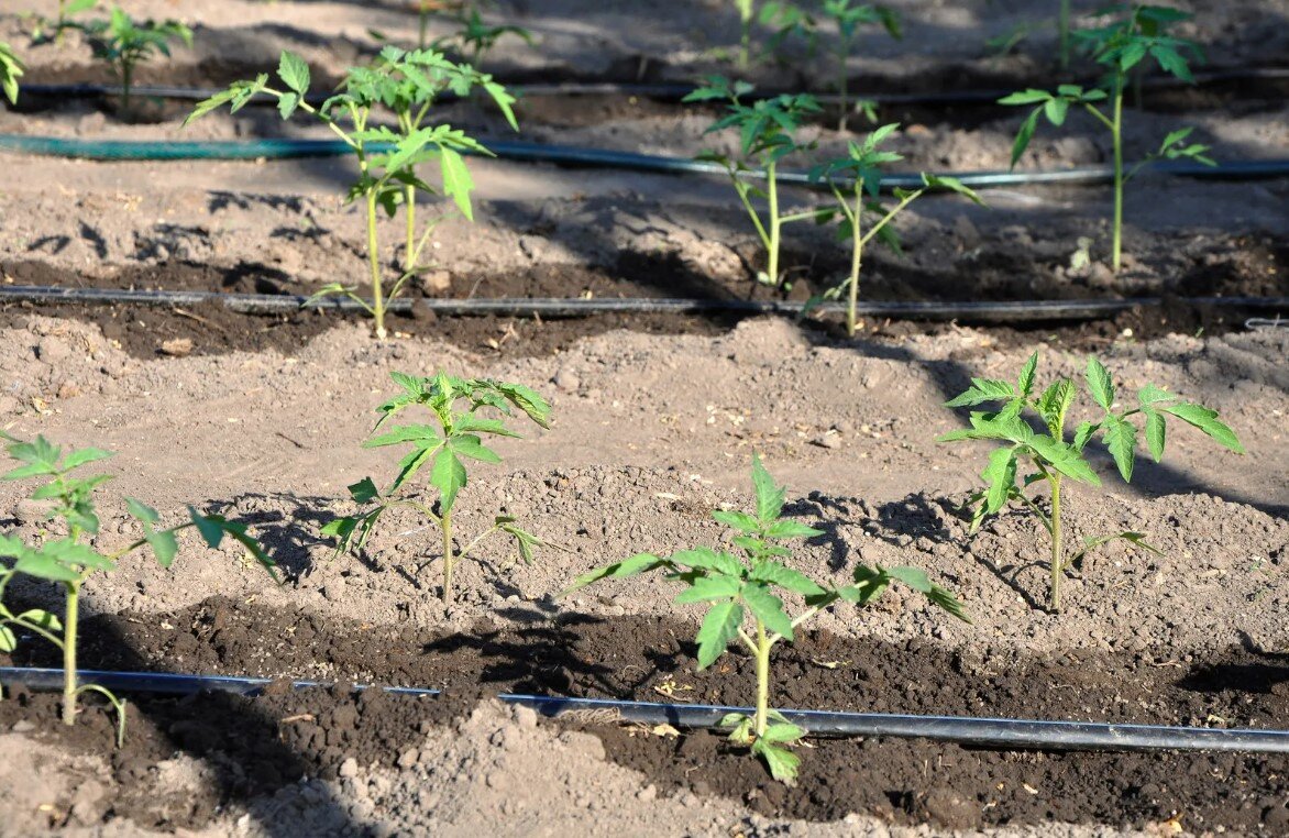 Рассада томата на капельном орошении в поле