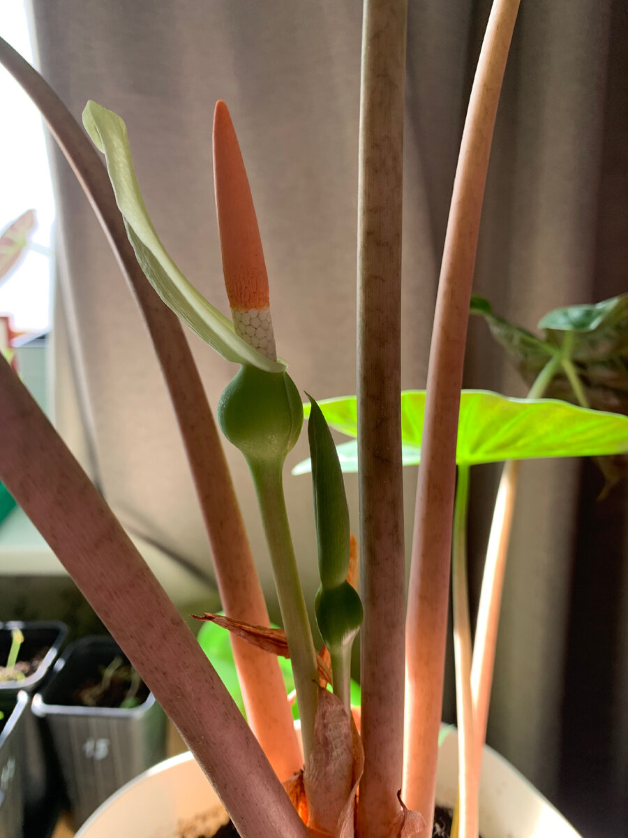 Алоказия Розовый дракон