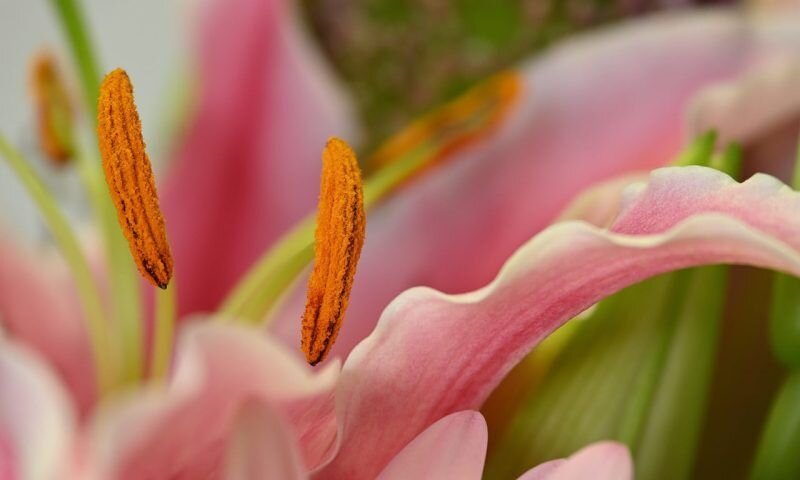 Фото pixabay.com