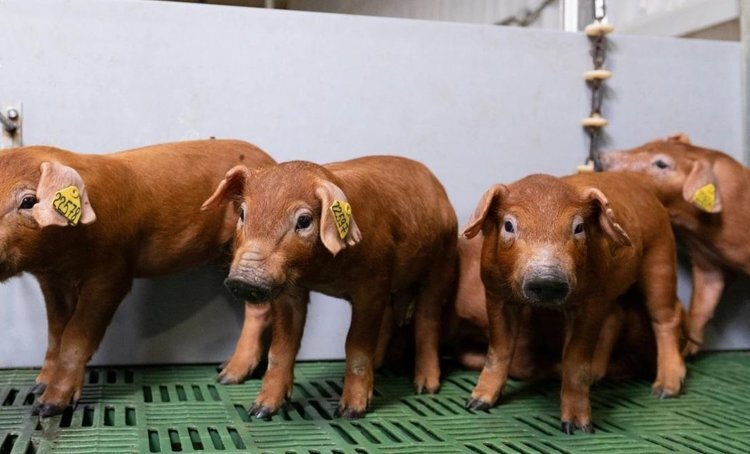    К откорму хряков на тюменском предприятии привлекли инновационные разработки