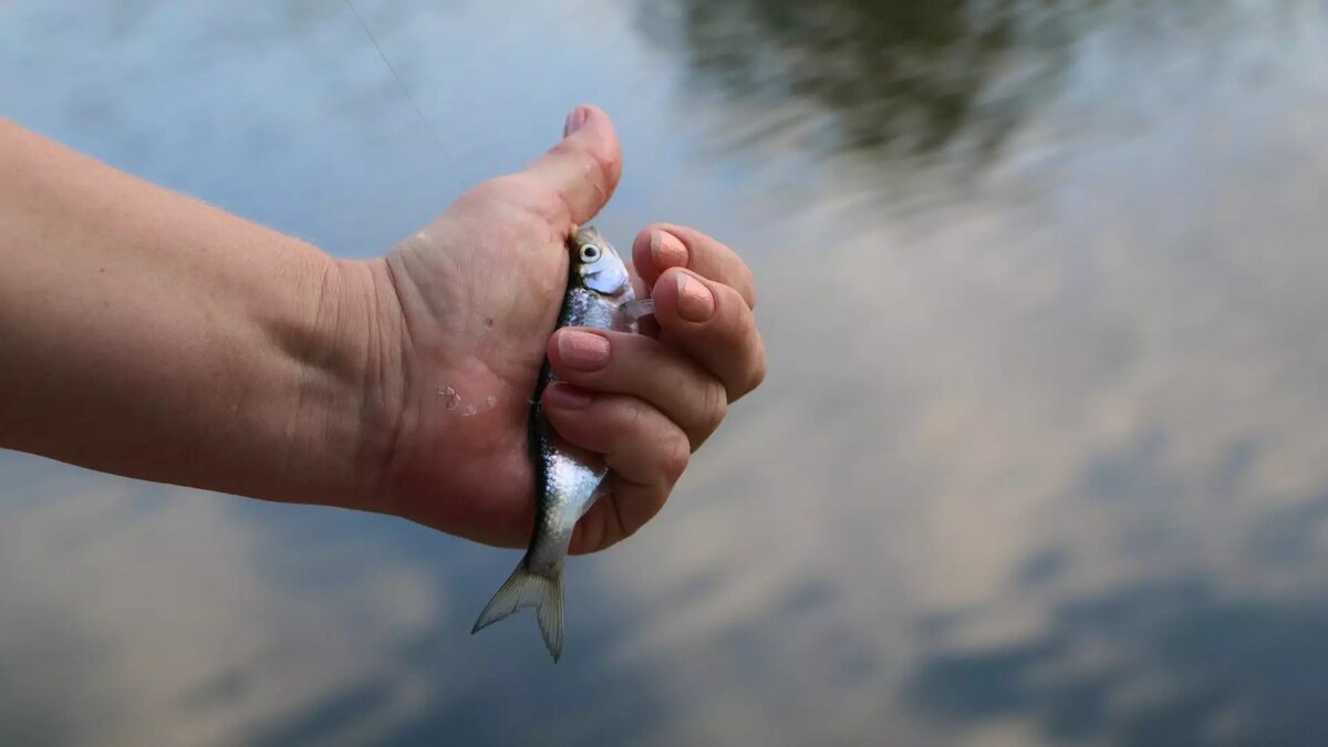     В Казани местные жители поделились фотографиями своего улова, собранного из озера Кабан. Посты с рассказами и обсуждениями появились в сообществе «Казань — Fishing» в социальной сети «ВКонтакте».