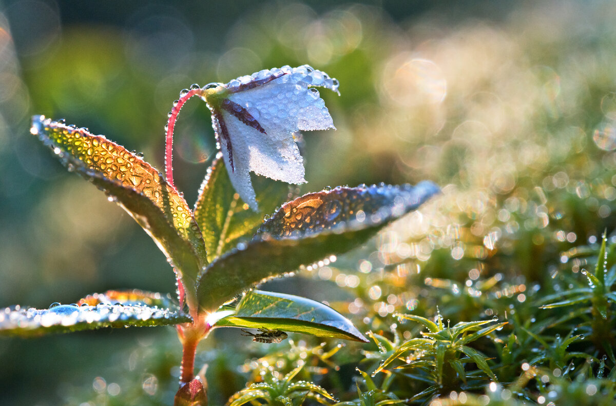 Проснулся седмичник. Фото Елены БЕЛОЗОРОВОЙ.