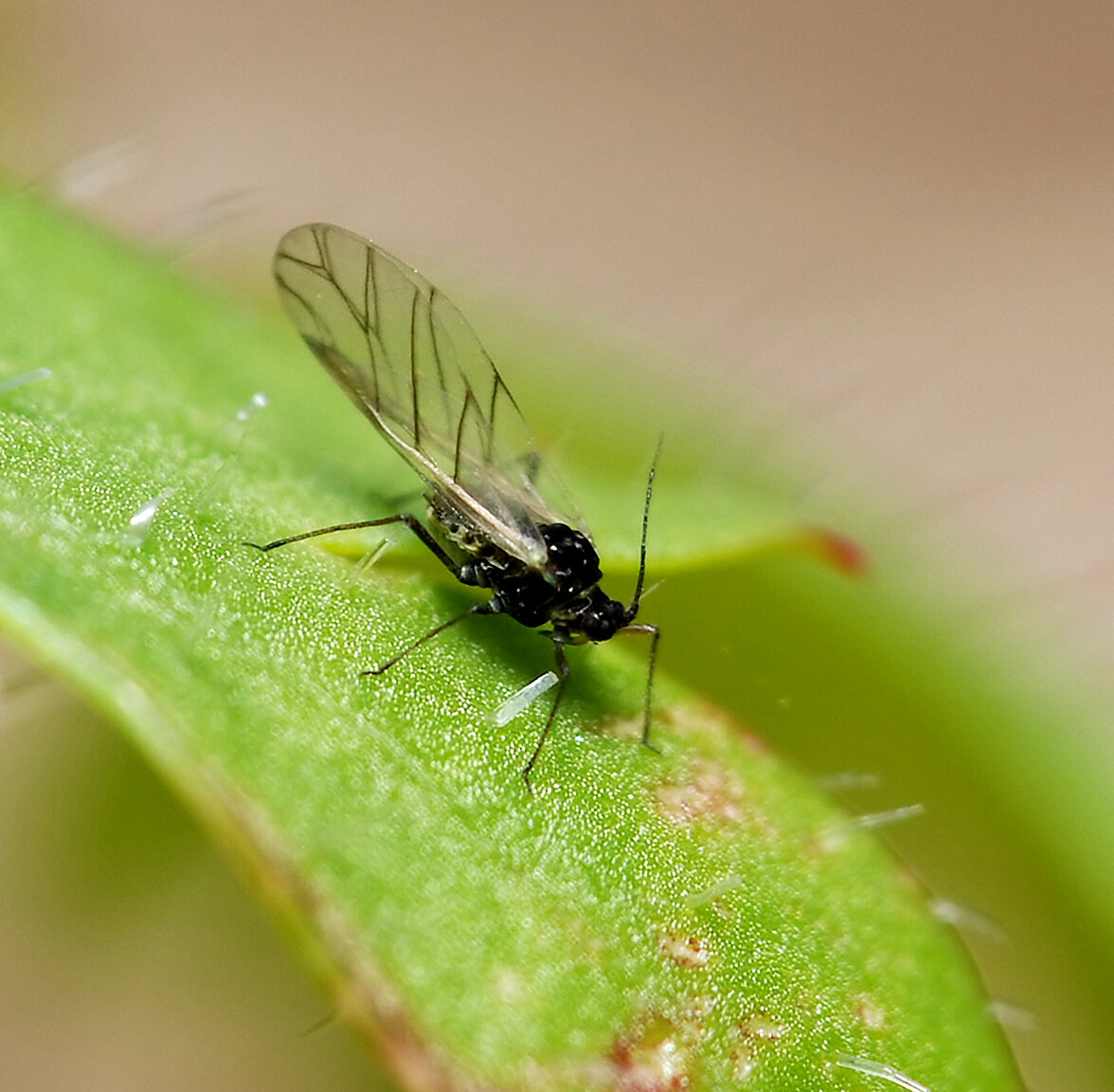 Личинки сциариды начинают поедать корешки рассады и могут даже повреждать листочки и показавшиеся всходы.