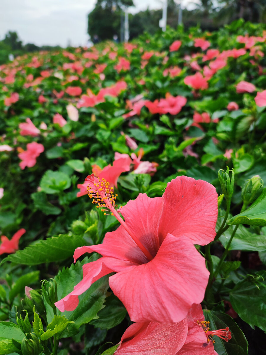 В декабре в Парке Талантов Наньшань