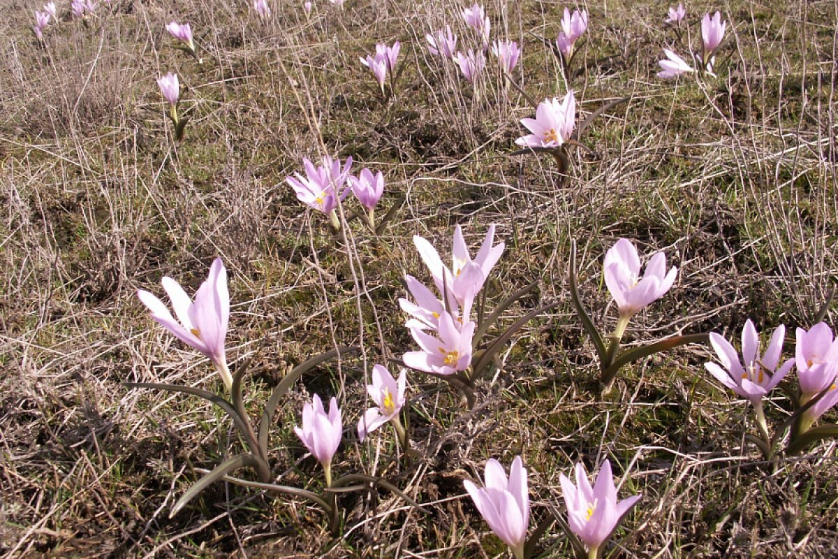    В Волгоградской области разрослись краснокнижные первоцветы