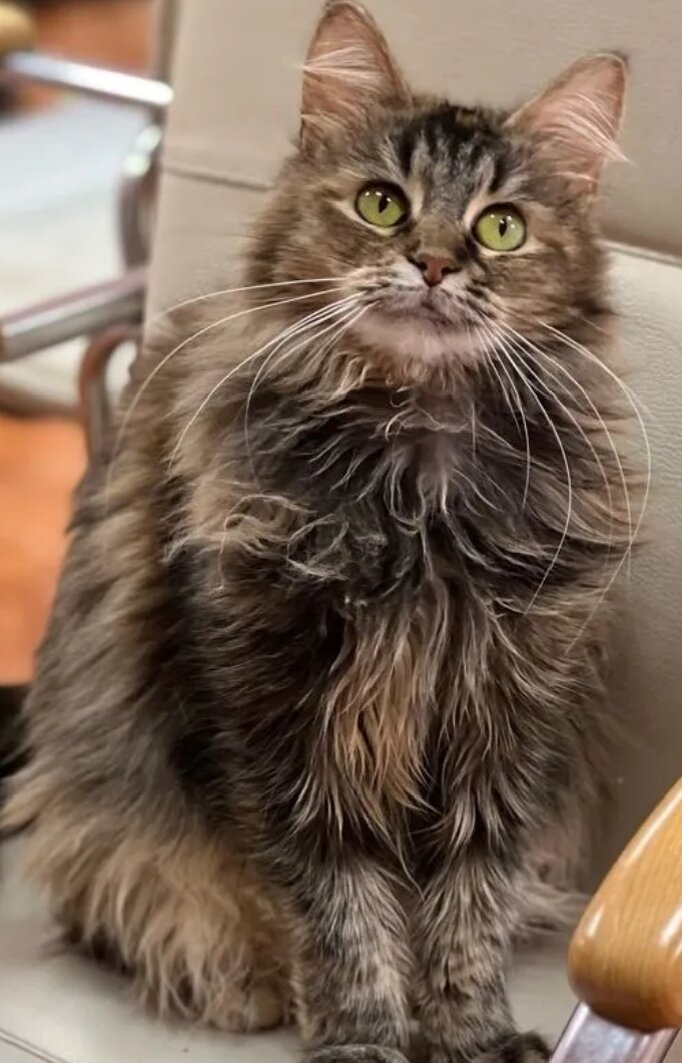 Кошка из каталога приюта для животных