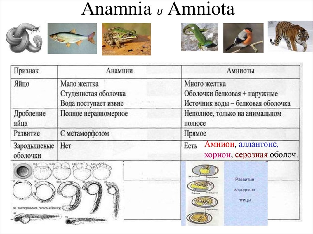 Амниоты. Сравнительная характеристика анамний и амниот. строение яйца амниот. анамнии строение яйца. анамнии и амниоты строение.
