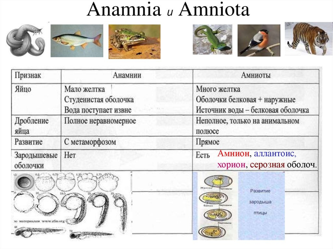 Сравнительная характеристика анамний и амниот. Строение яйца амниот. Анамнии строение яйца. Анамнии и амниоты строение.