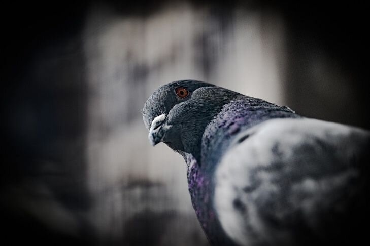 Фото: Pixabay