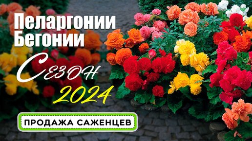 Бегонии и пеларгонии 2024. Обзор саженцев