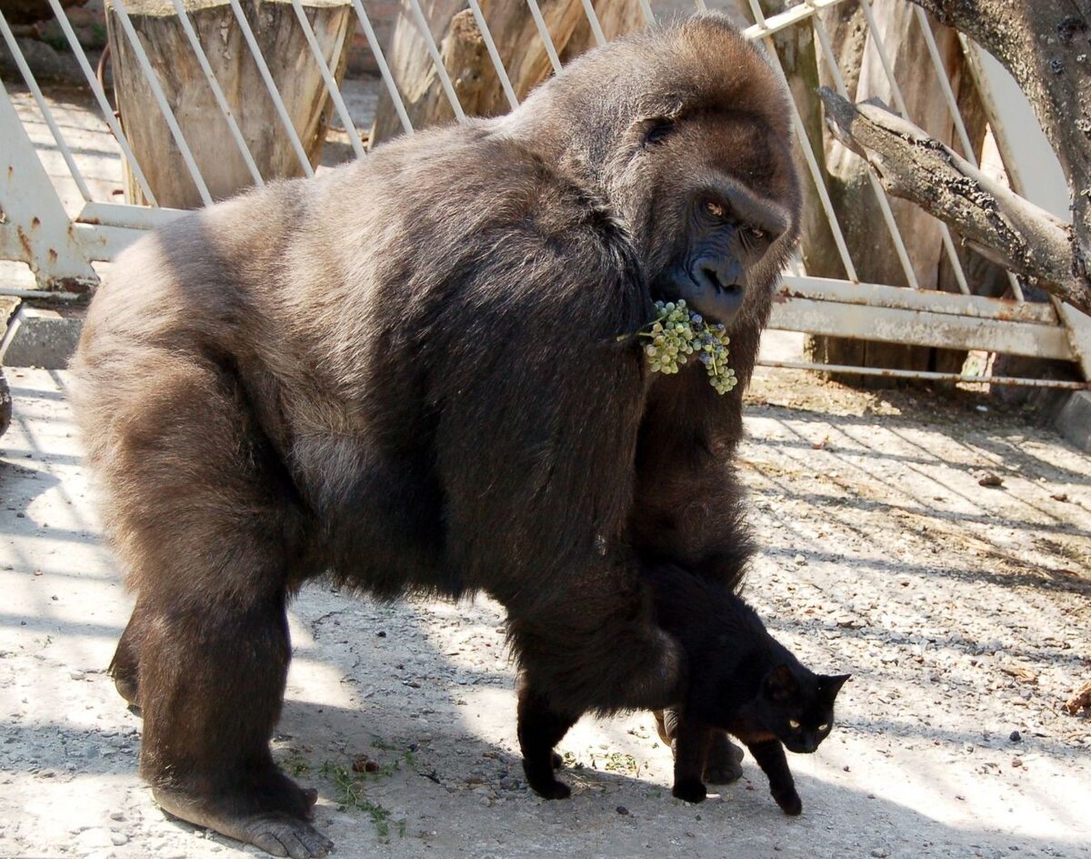 Парочка: Антрацит и Мотя.