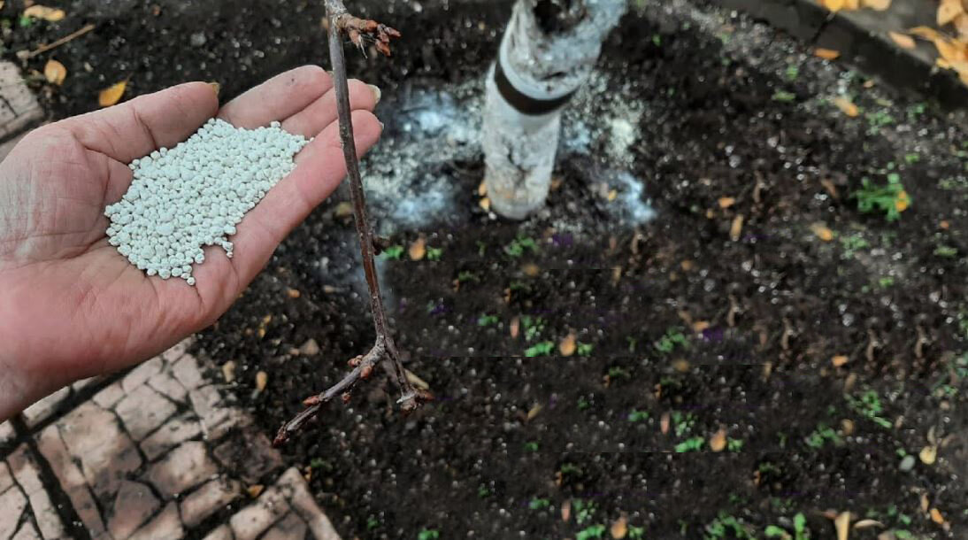 Ciao giardinieri e giardinieri, siete sul canale Little Dacha.