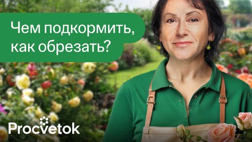 Розы будут пышно цвести все лето после такой подкормки и обрезки весной!