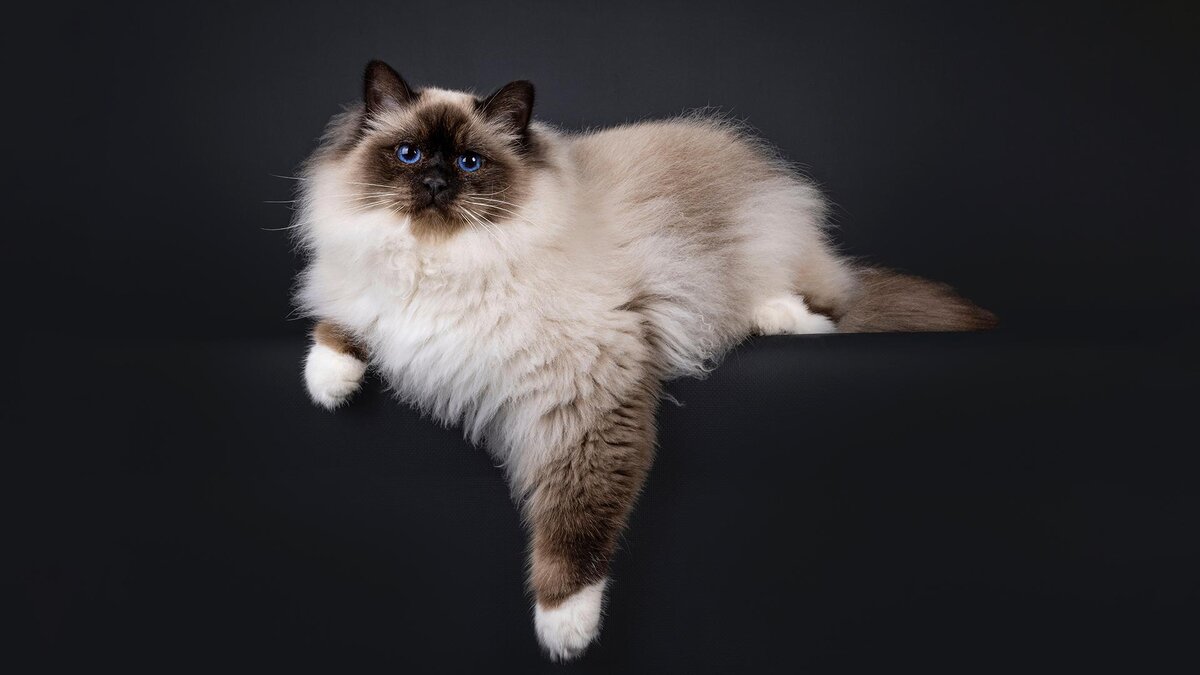 Nynke van Holten / Shutterstock / FOTODOM📷Бирманская кошка