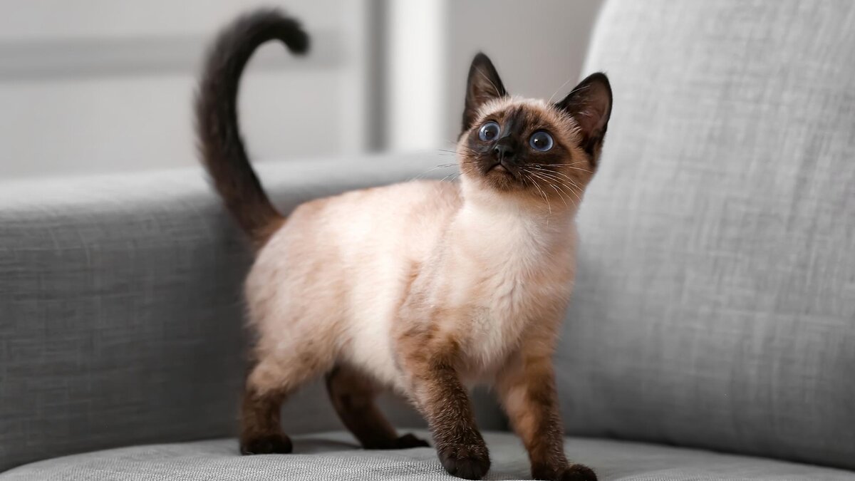 Pixel-Shot / Shutterstock / FOTODOM📷Тайская кошка