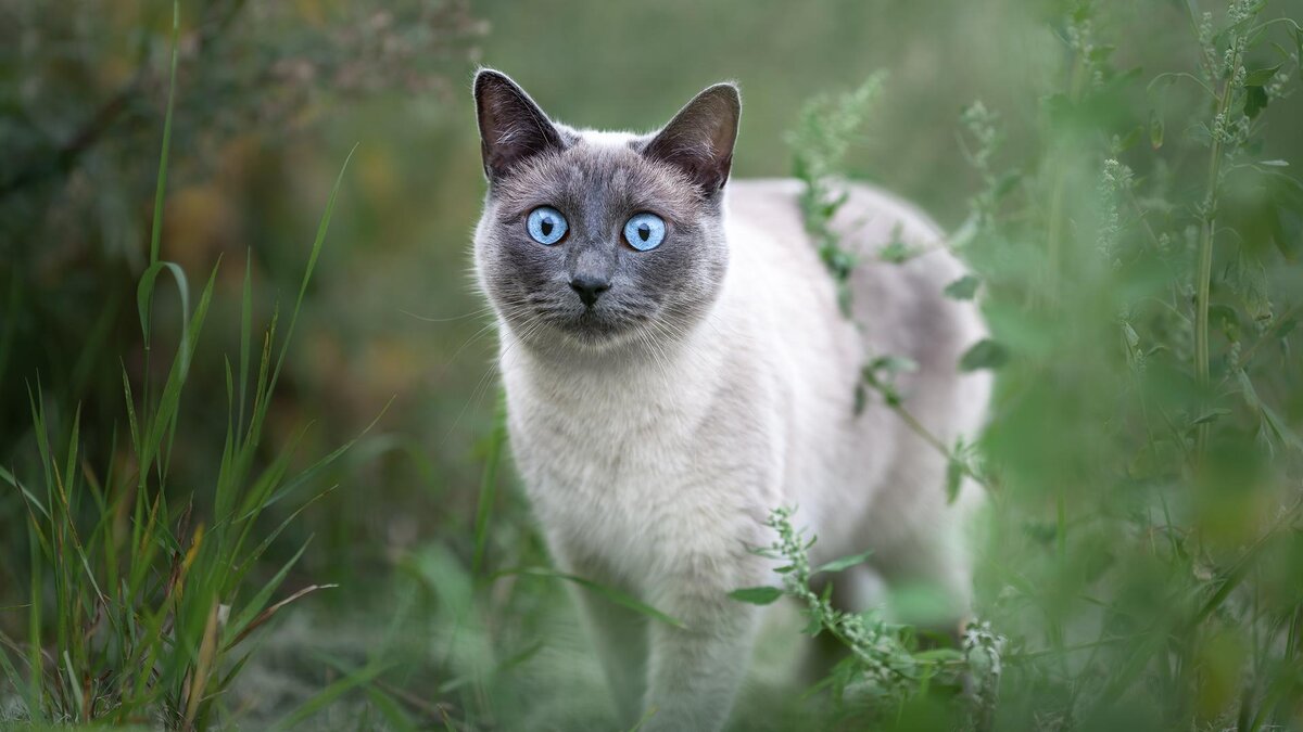 Irina Nedikova / Shutterstock / FOTODOM📷Тайская кошка