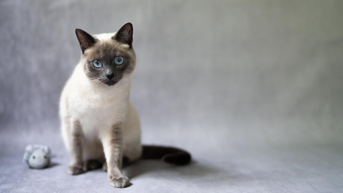 Trineso / Shutterstock / FOTODOM📷Тайская кошка