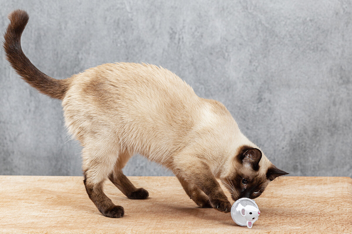 Ekaterina Kolomeets / Shutterstock / FOTODOM📷Тайская кошка