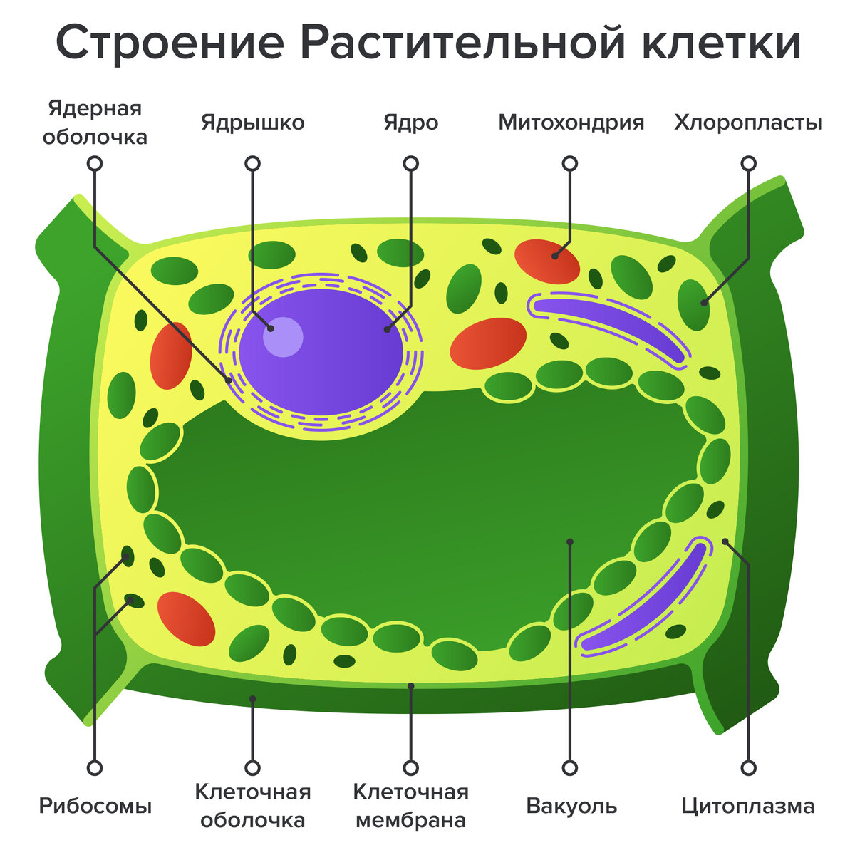 Зачем растениям фосфаты? Часть 1 | structurit.ru | Дзен