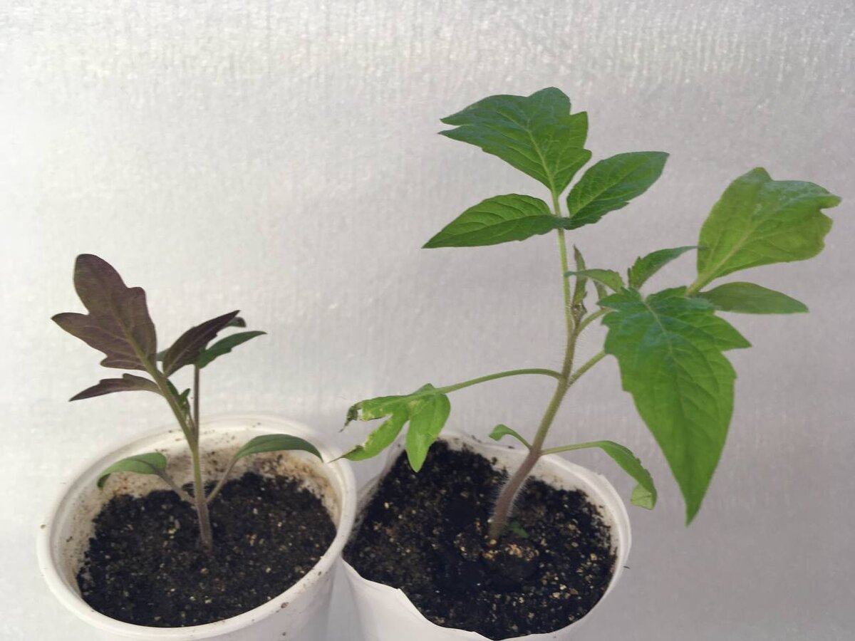 При недостатке или невозможности усвоить фосфор растения томатов отстают в развитии и приобретают фиолетовый оттенок. 