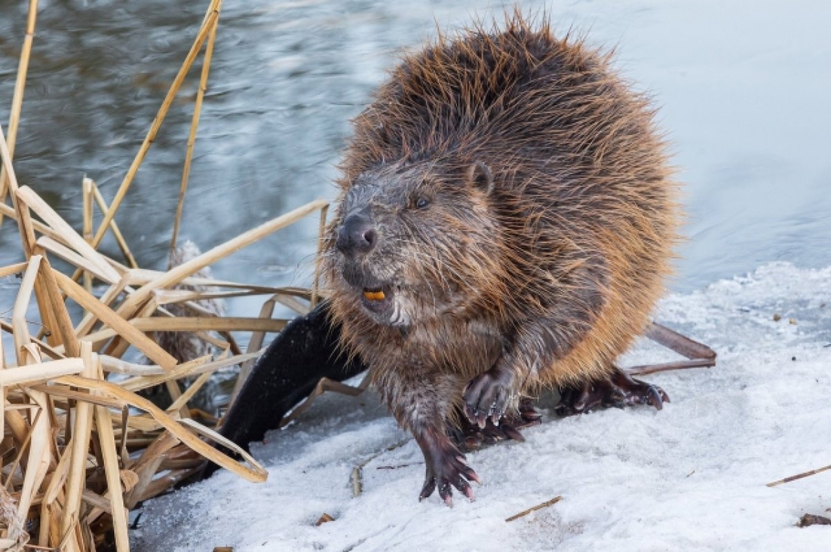    От бобра добра не ищут.