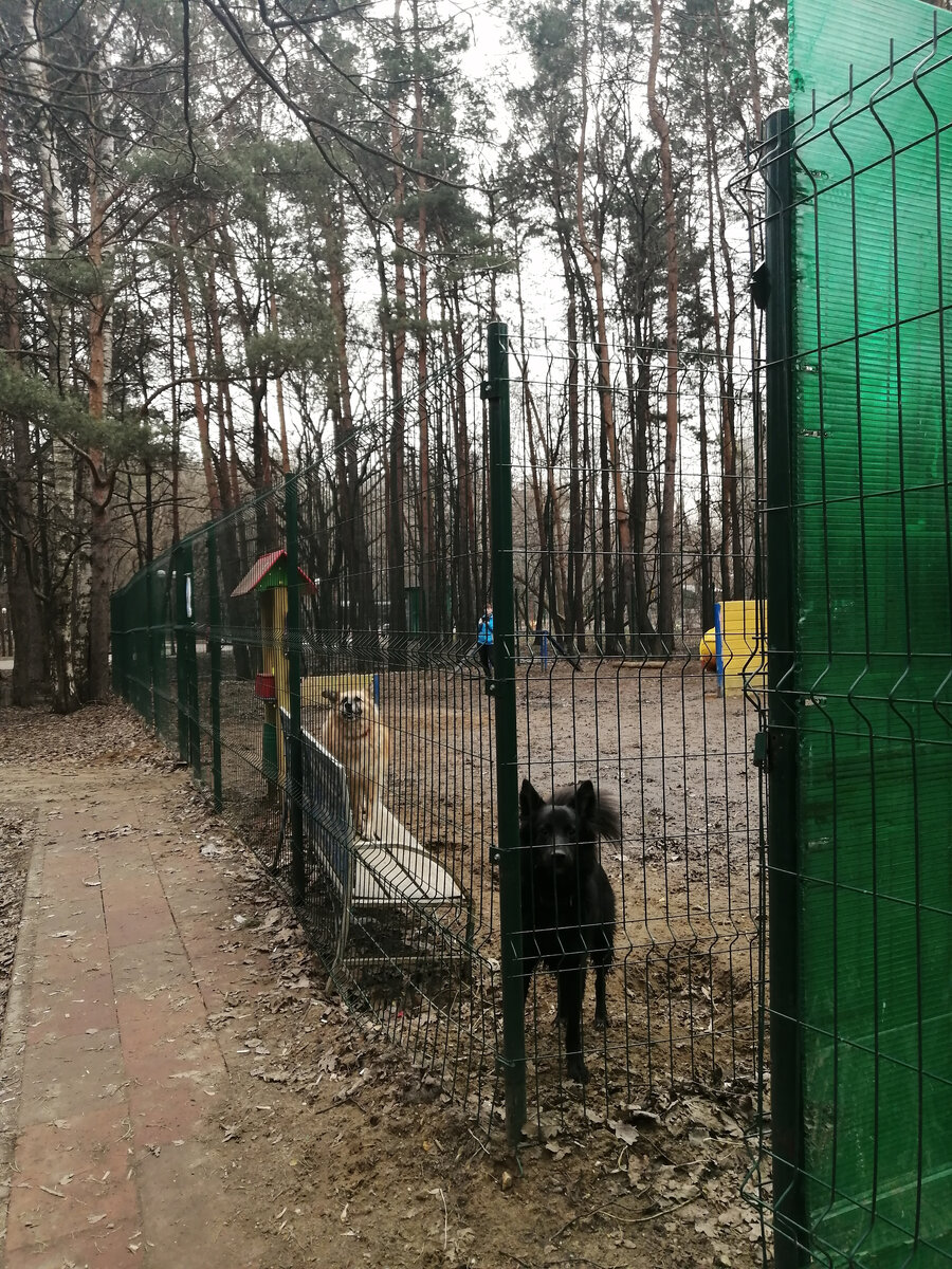 Собачки. Не хотя заниматься. Хотят знакомиться!