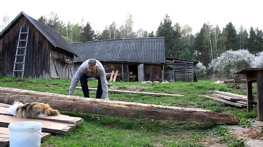 Один Восстанавливаю Этот СТАРЫЙ ДОМ. В лесничестве купили 100 сосен и посадили вокруг участка. Построить дом мечты из Заброшенной Хижины.