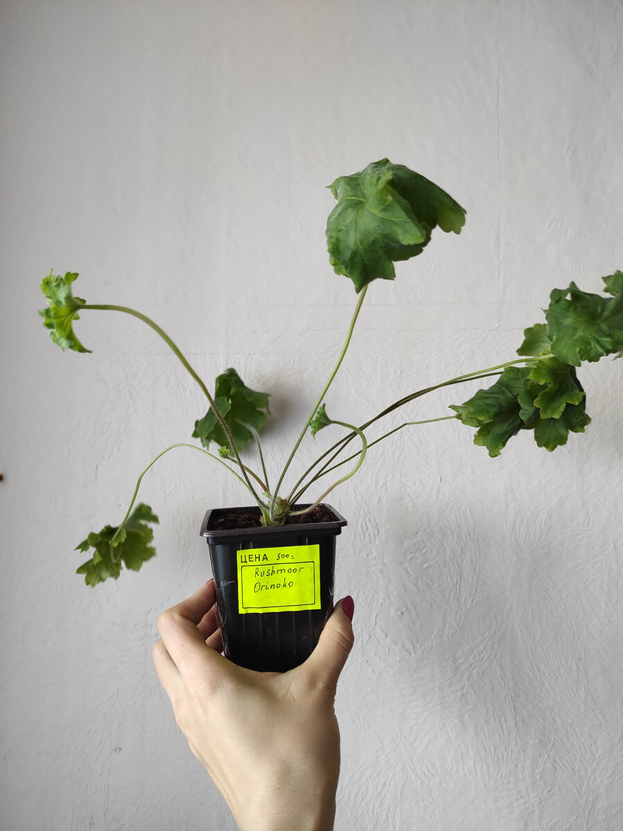 ➡️Листайте, там пример цветения, фото из интернета 