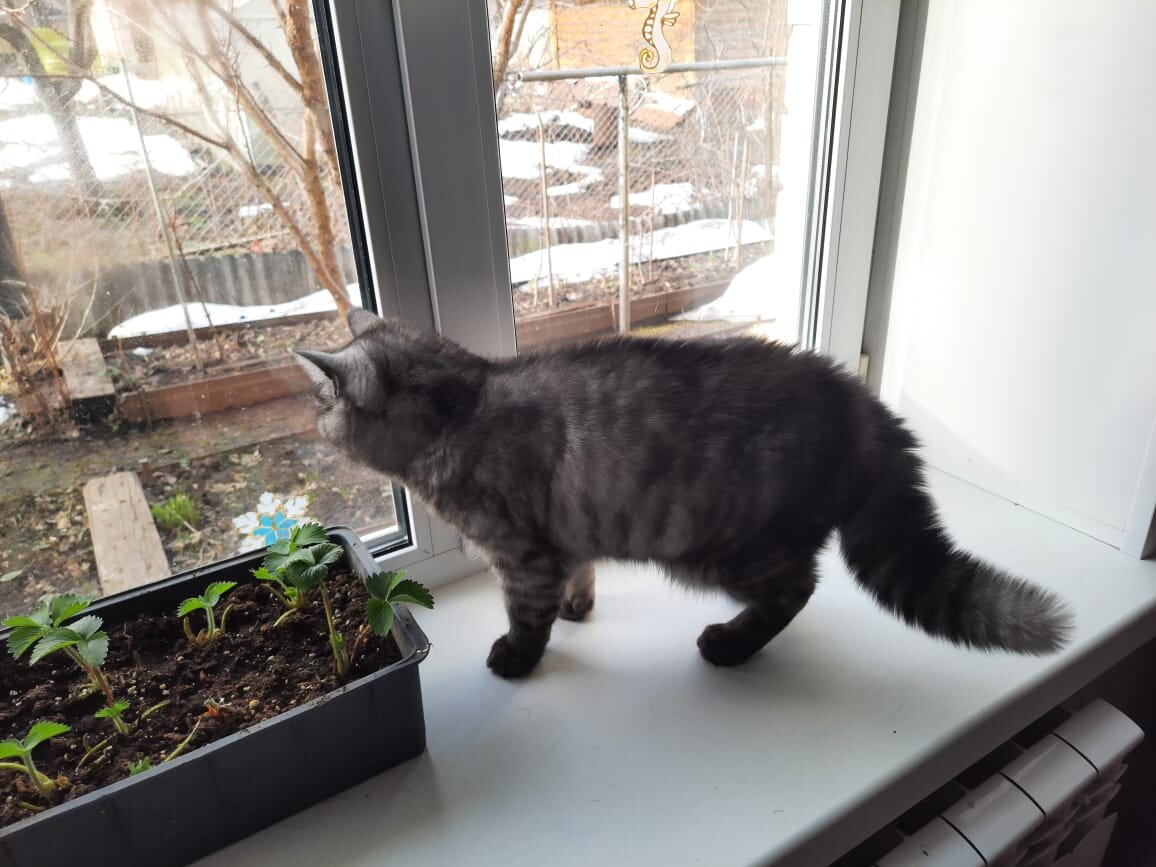Рокки, который увидел чужого кота. Фото от сестры. 