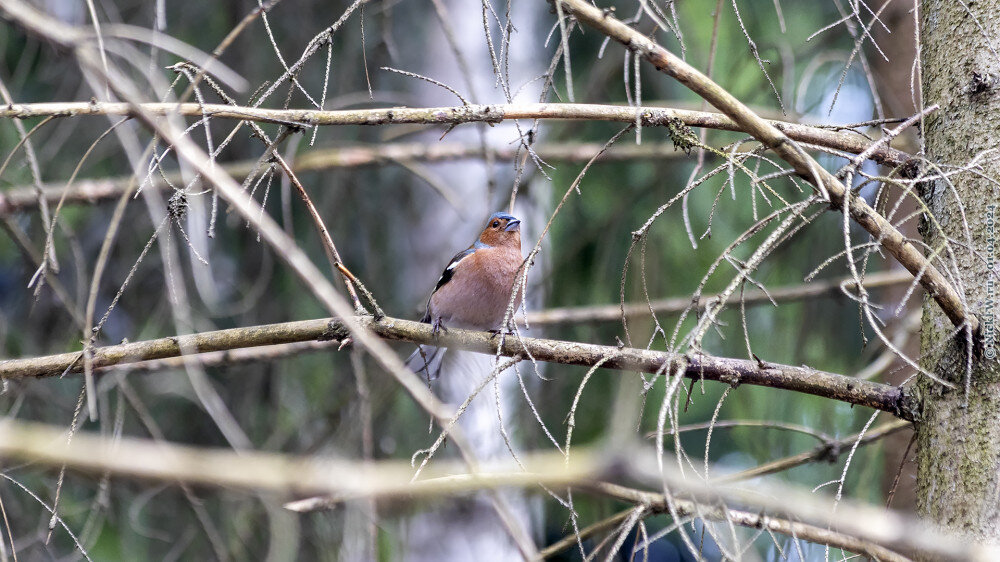 1. Зяблик © NickFW.ru — 01.04.2024г.